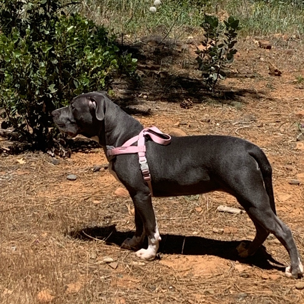 Dog Harness Small - DOG not included